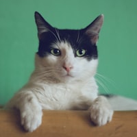 Katze