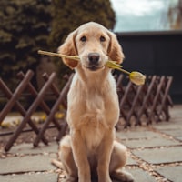 Hund