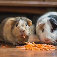 Meerschweinchen