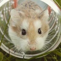Maus