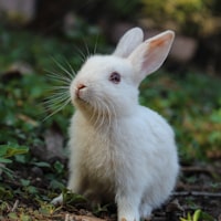 Kaninchen